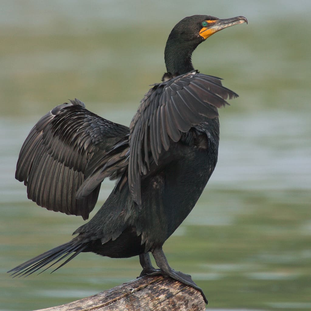 Cormorán orejudo (Nannopterum auritum)