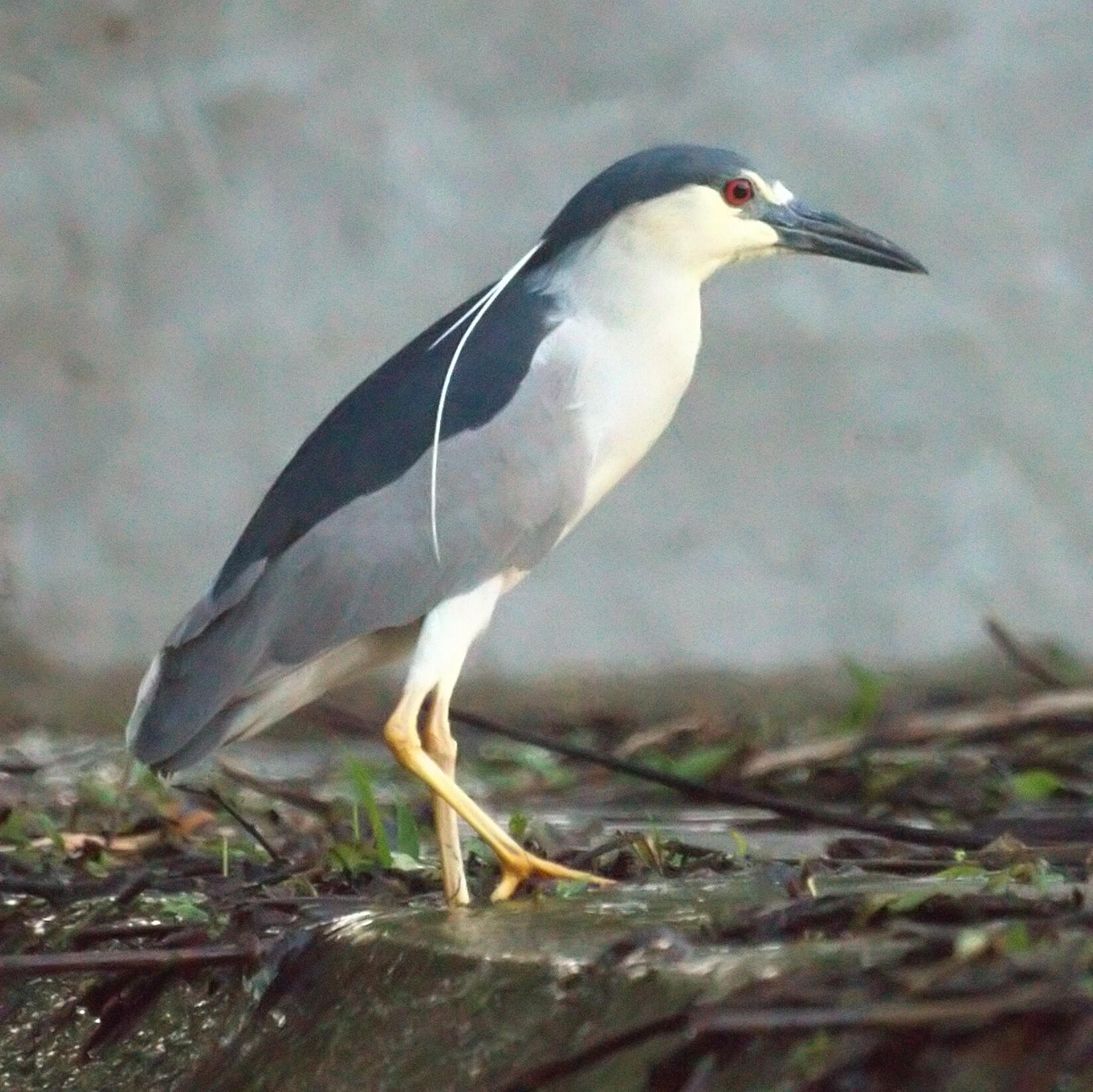 Martinete común (Nycticorax nycticorax)