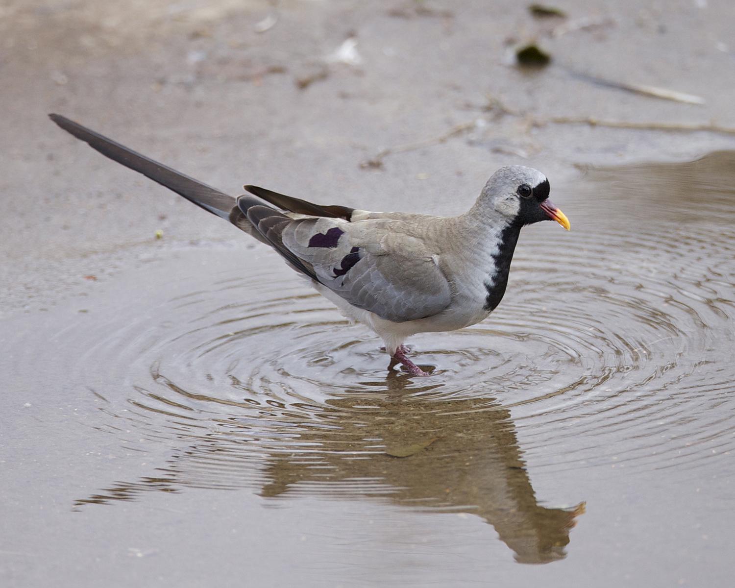 Tórtola rabilarga (Oena capensis)
