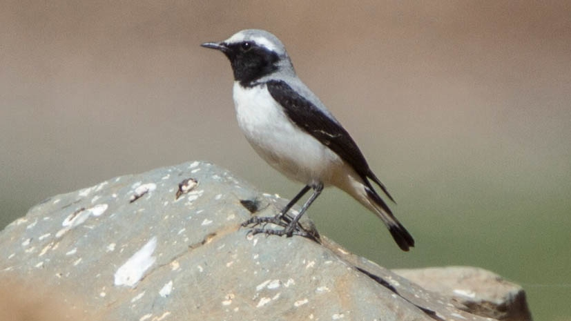 Collalba del Atlas (Oenanthe seebohmi)