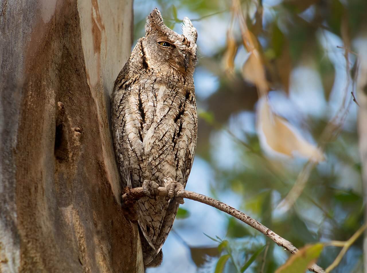 Autillo europeo (Otus scops)