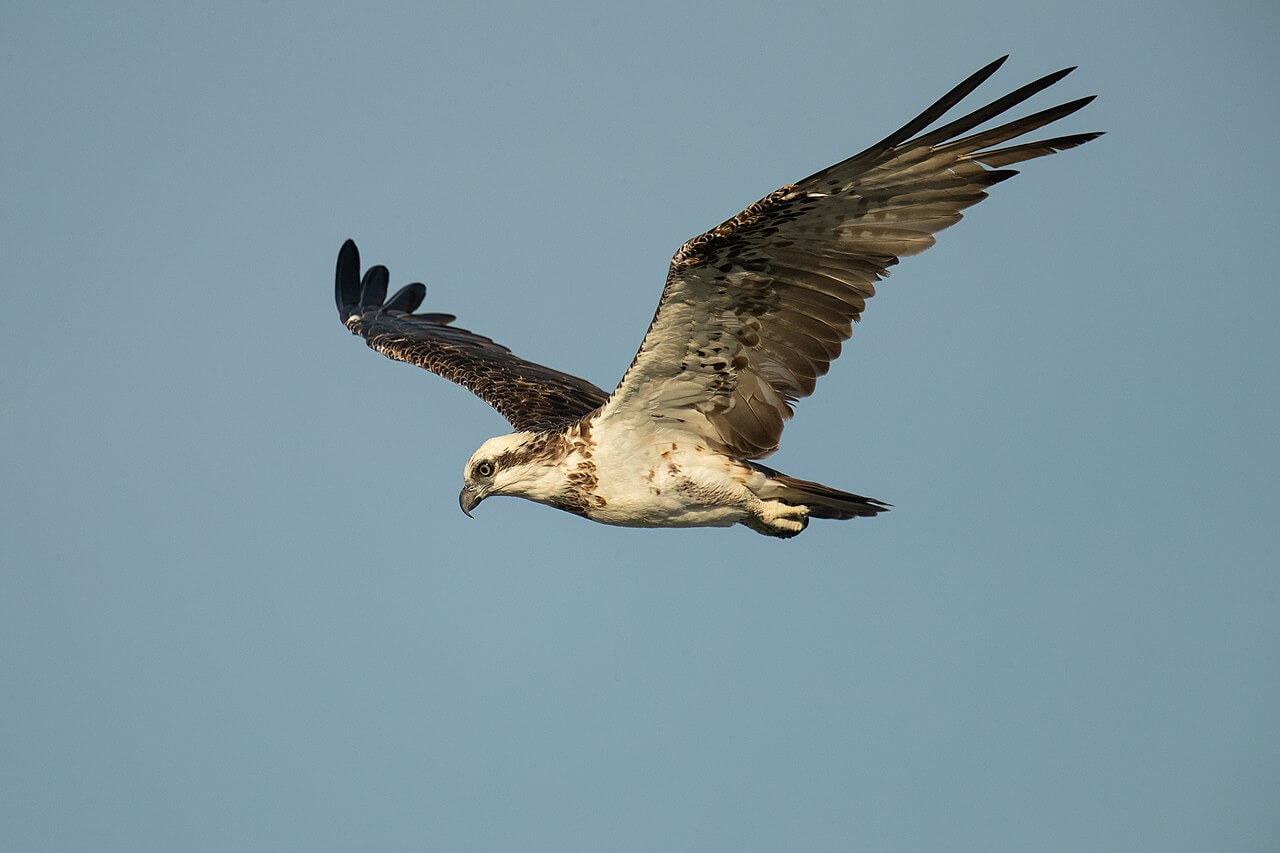 Águila pescadora (Pandion haliaetus)