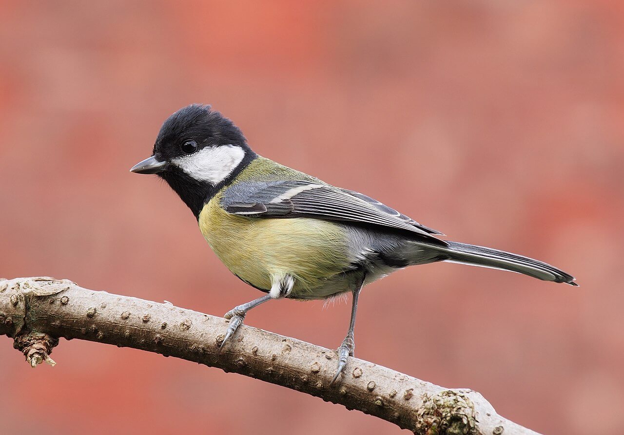 Carbonero común (Parus major)