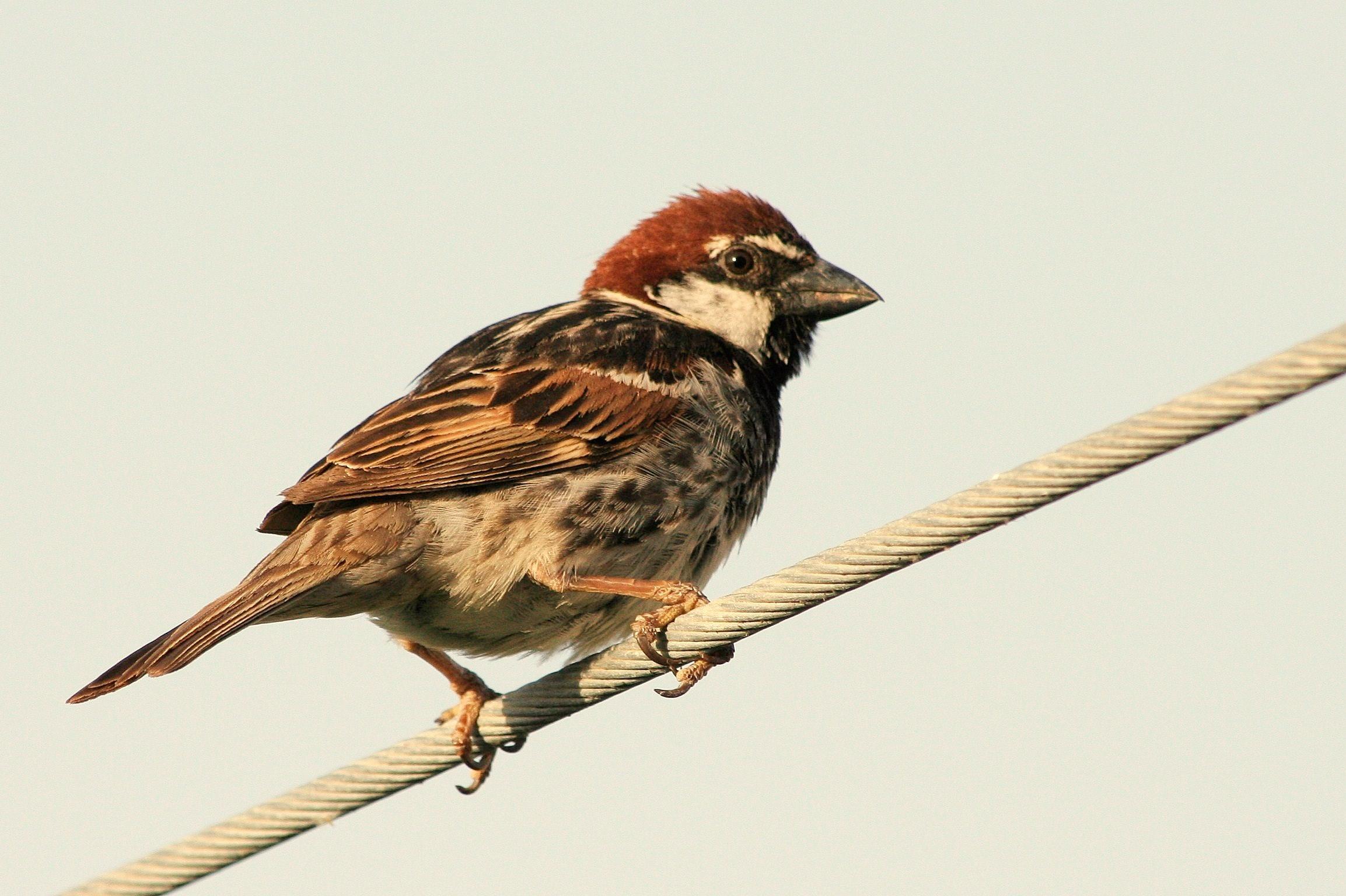Gorrión moruno (Passer hispaniolensis)