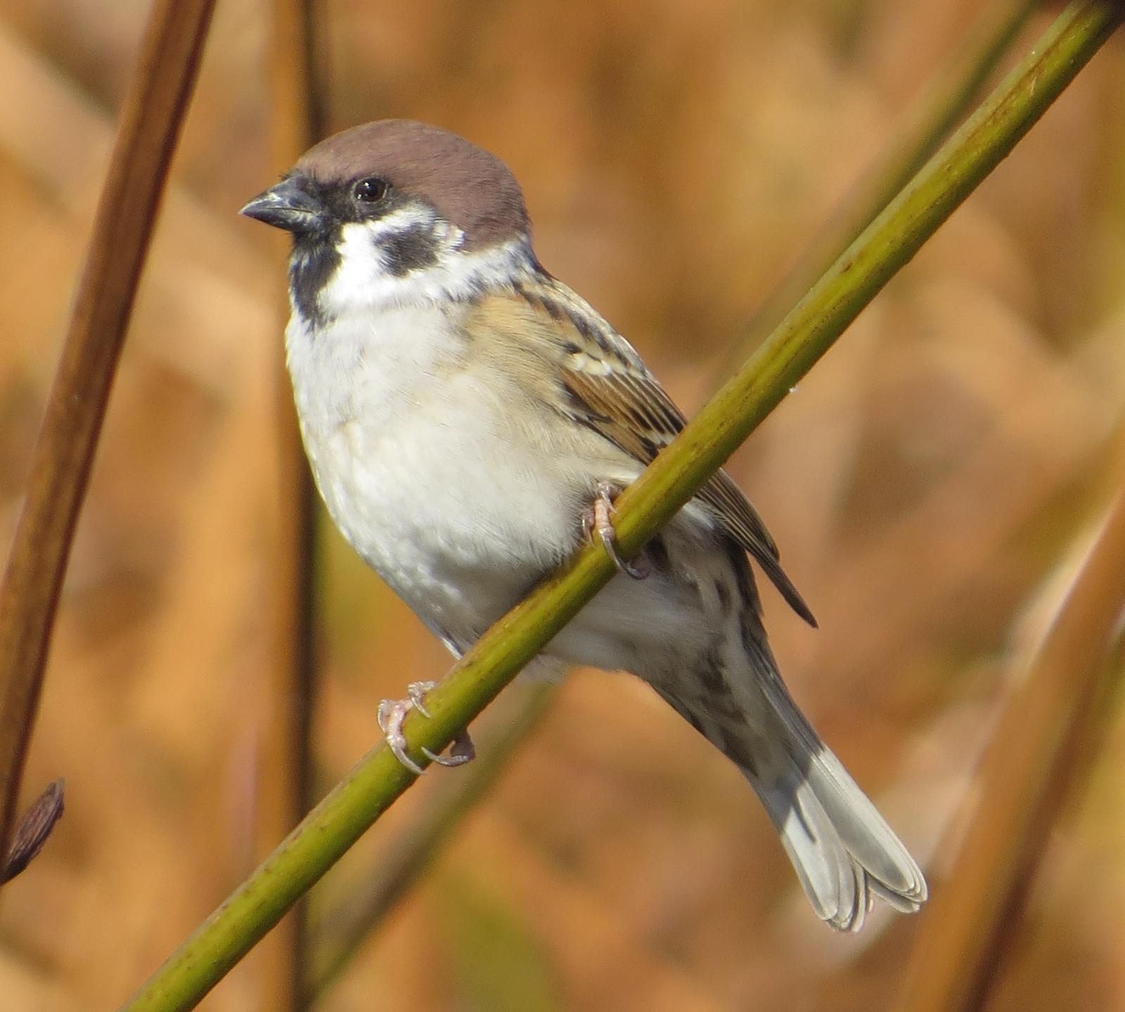 Gorrión molinero (Passer montanus)