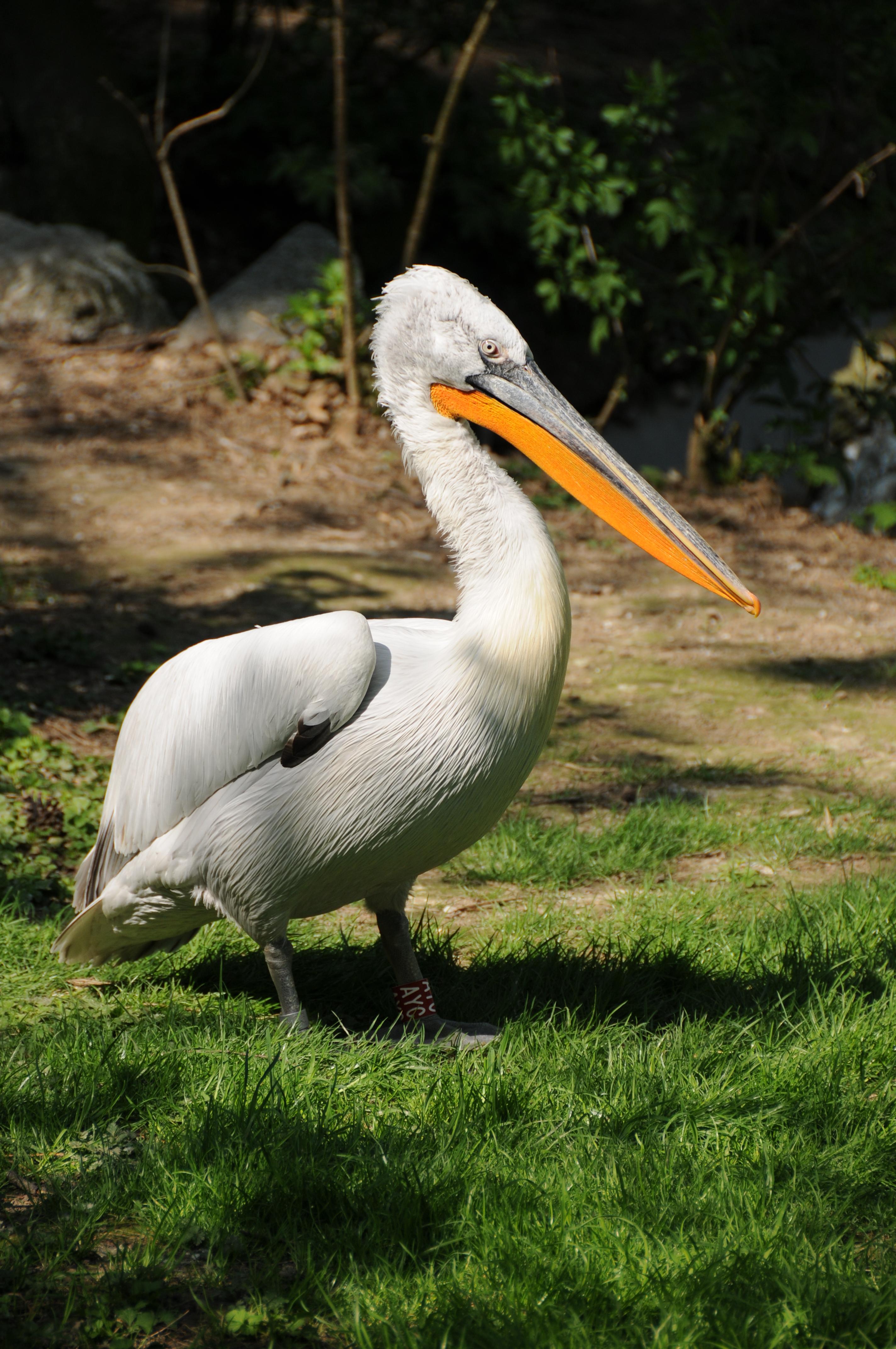 Pelícano ceñudo (Pelecanus crispus)