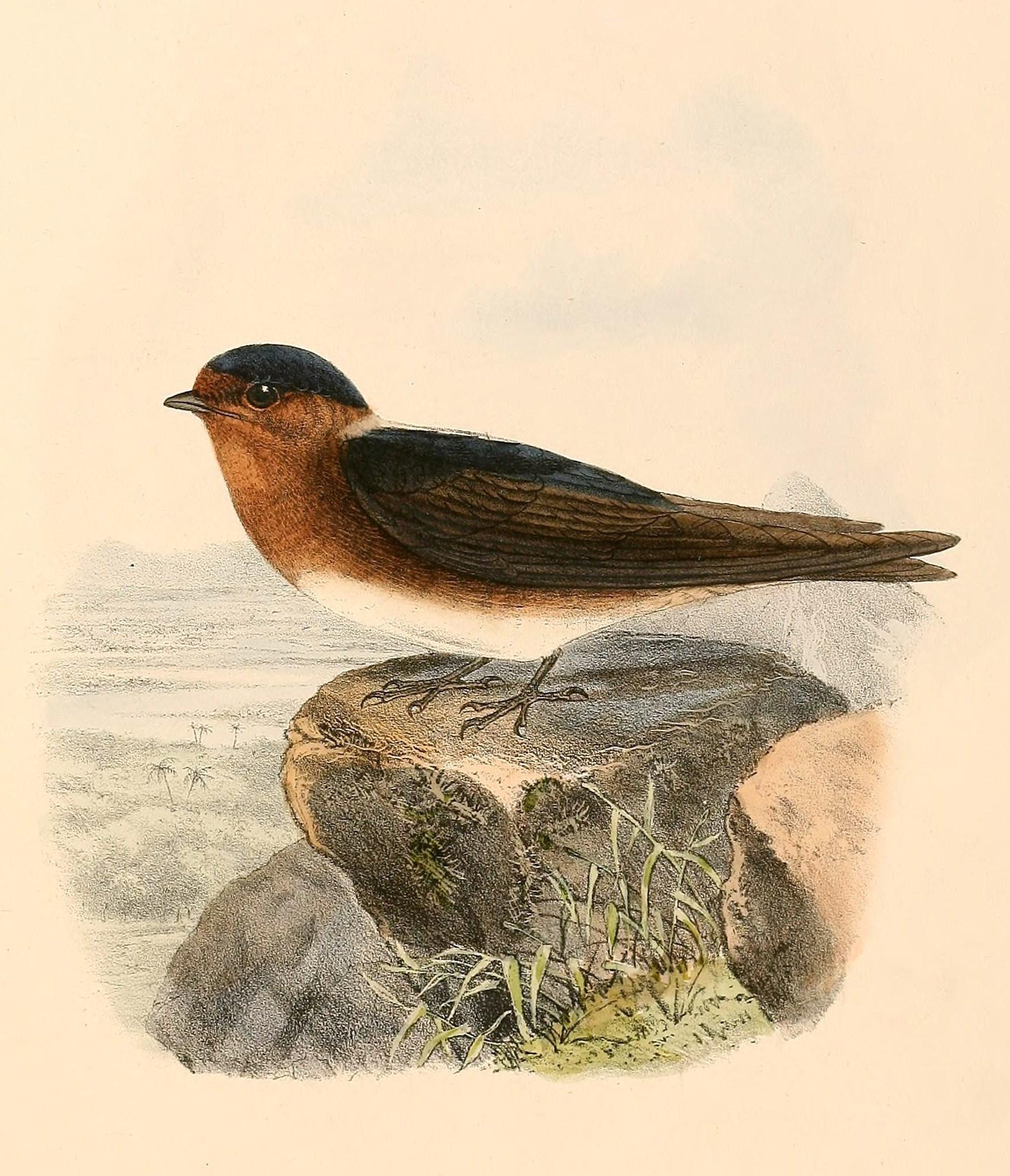 Golondrina pueblera (Petrochelidon fulva)