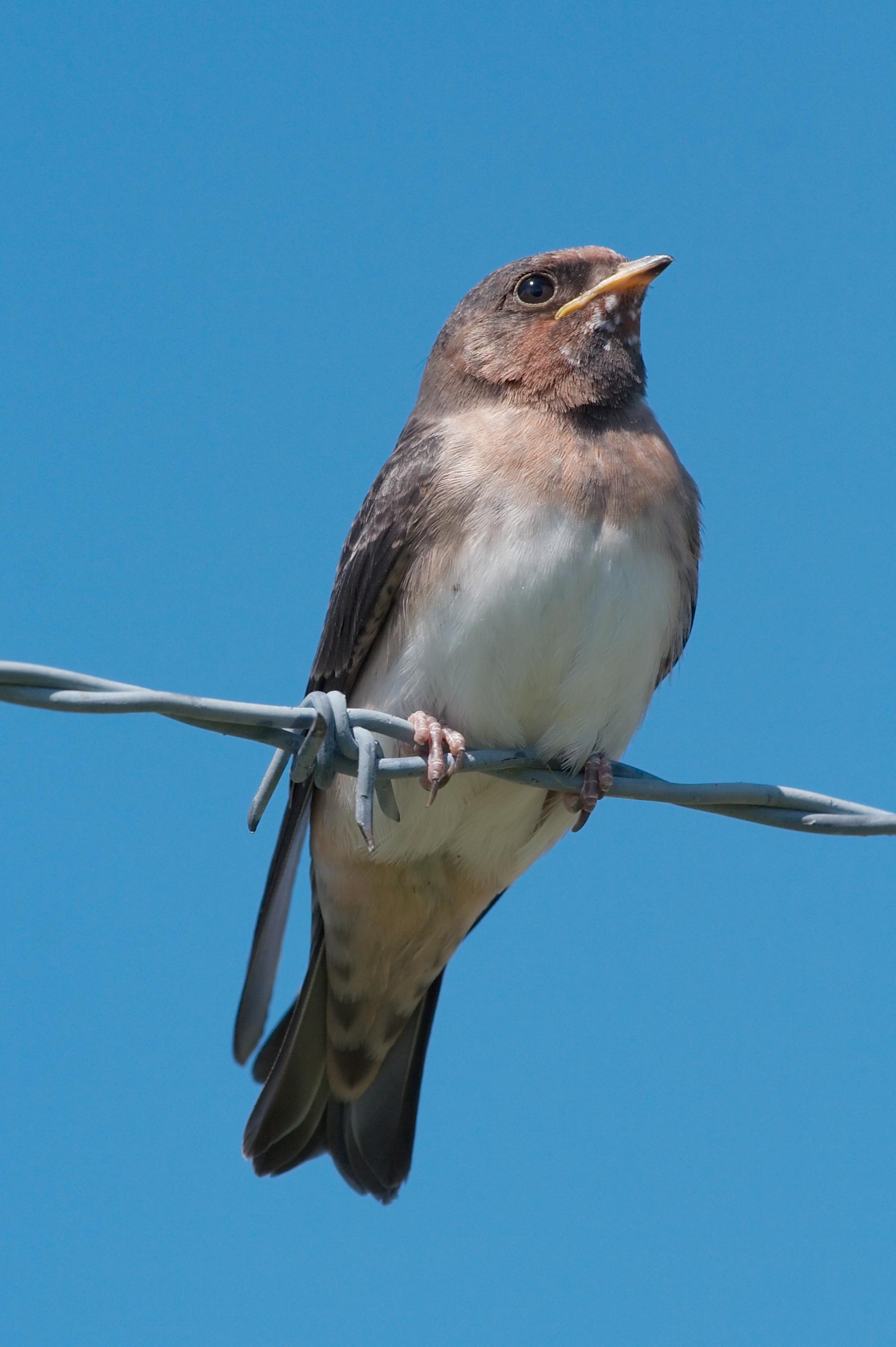 Golondrina risquera (Petrochelidon pyrrhonota)