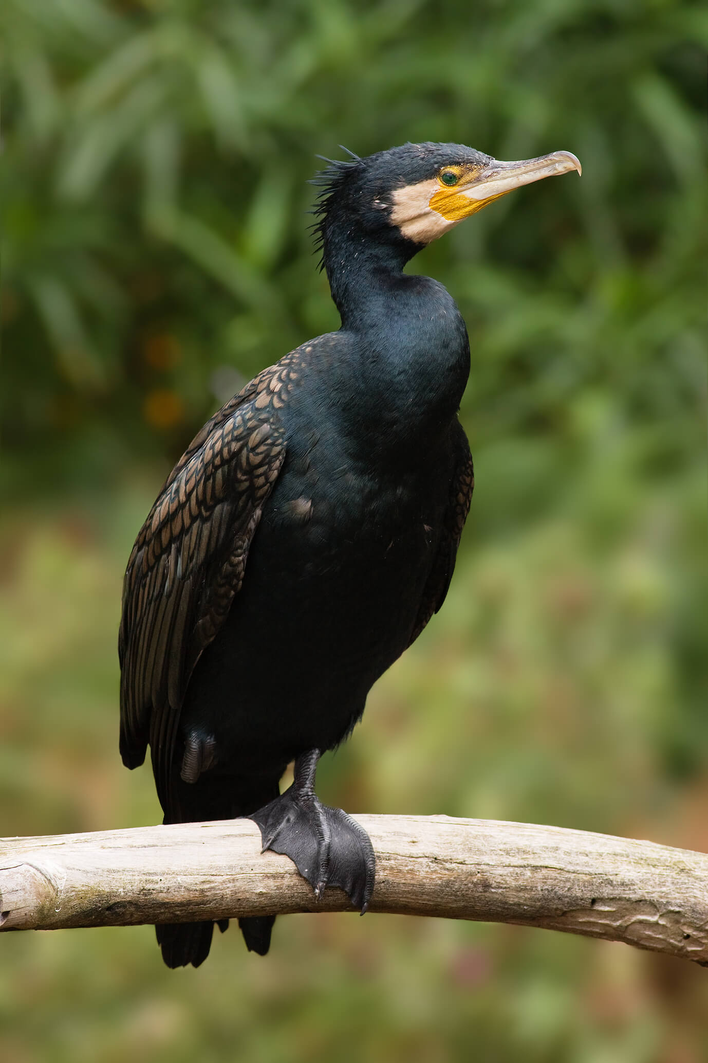 Cormorán grande (Phalacrocorax carbo)