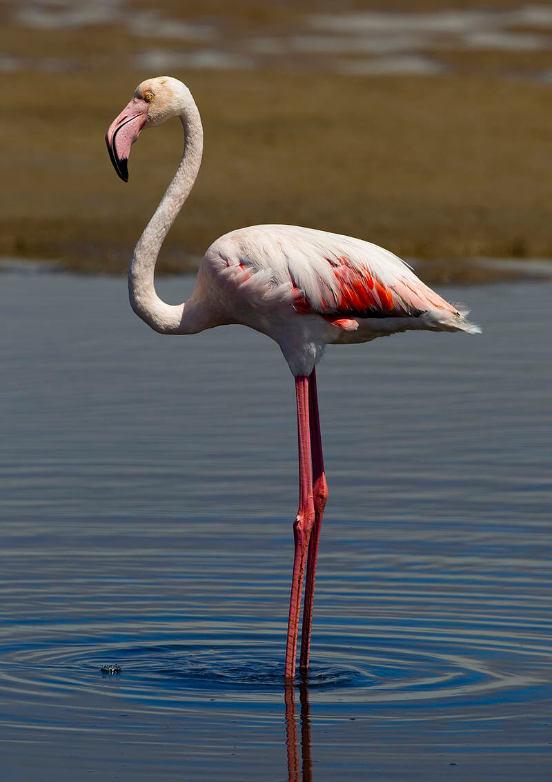 Flamenco común (Phoenicopterus roseus)