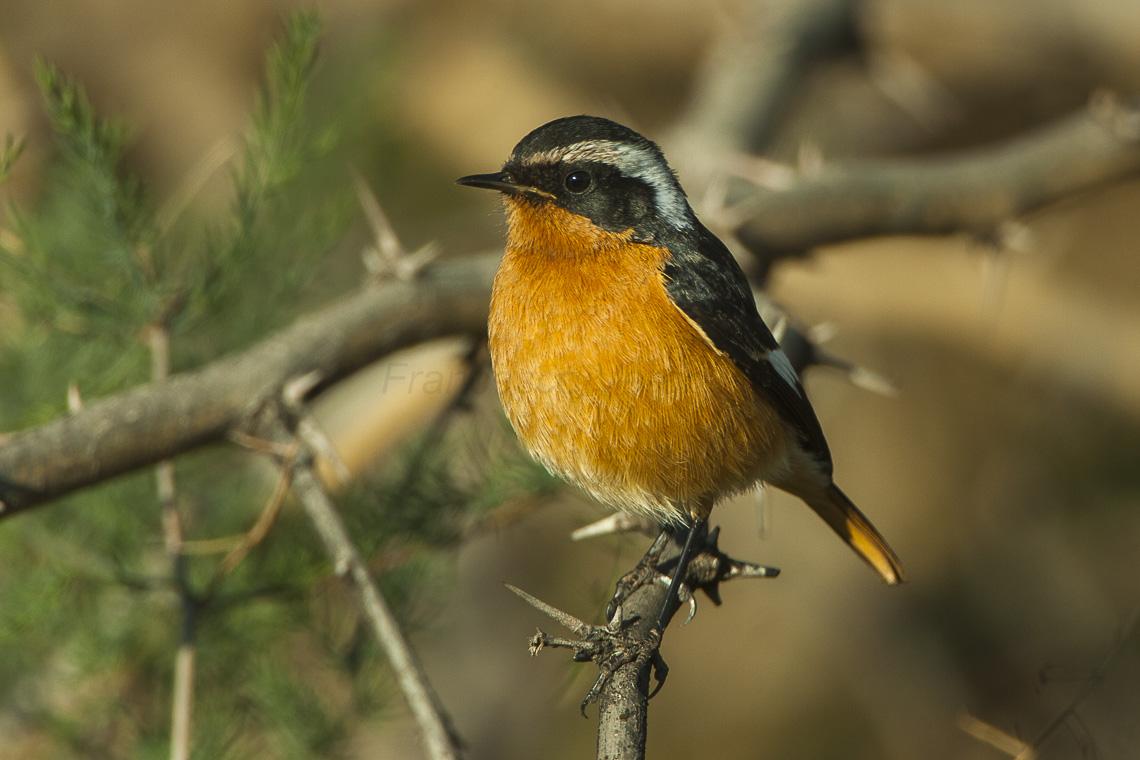 Colirrojo diademado (Phoenicurus moussieri)