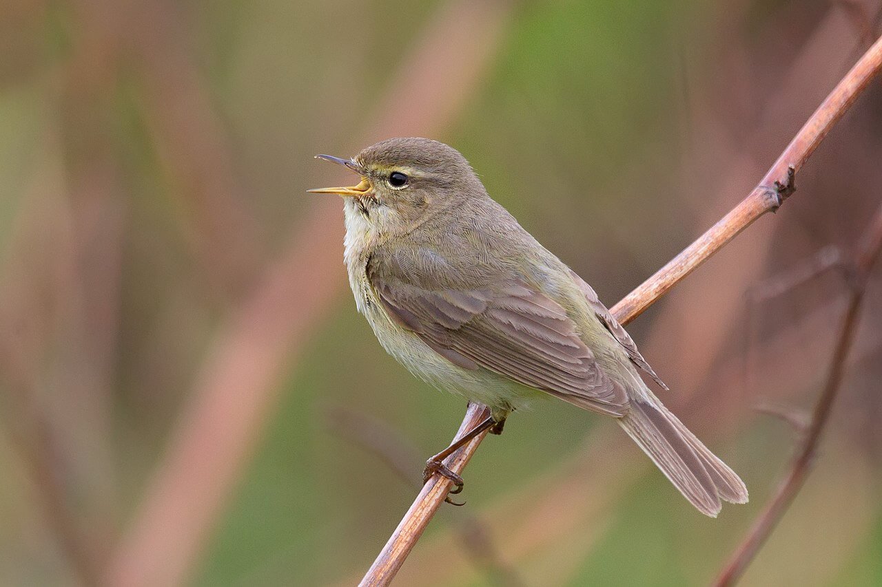 Mosquitero común (Phylloscopus collybita)