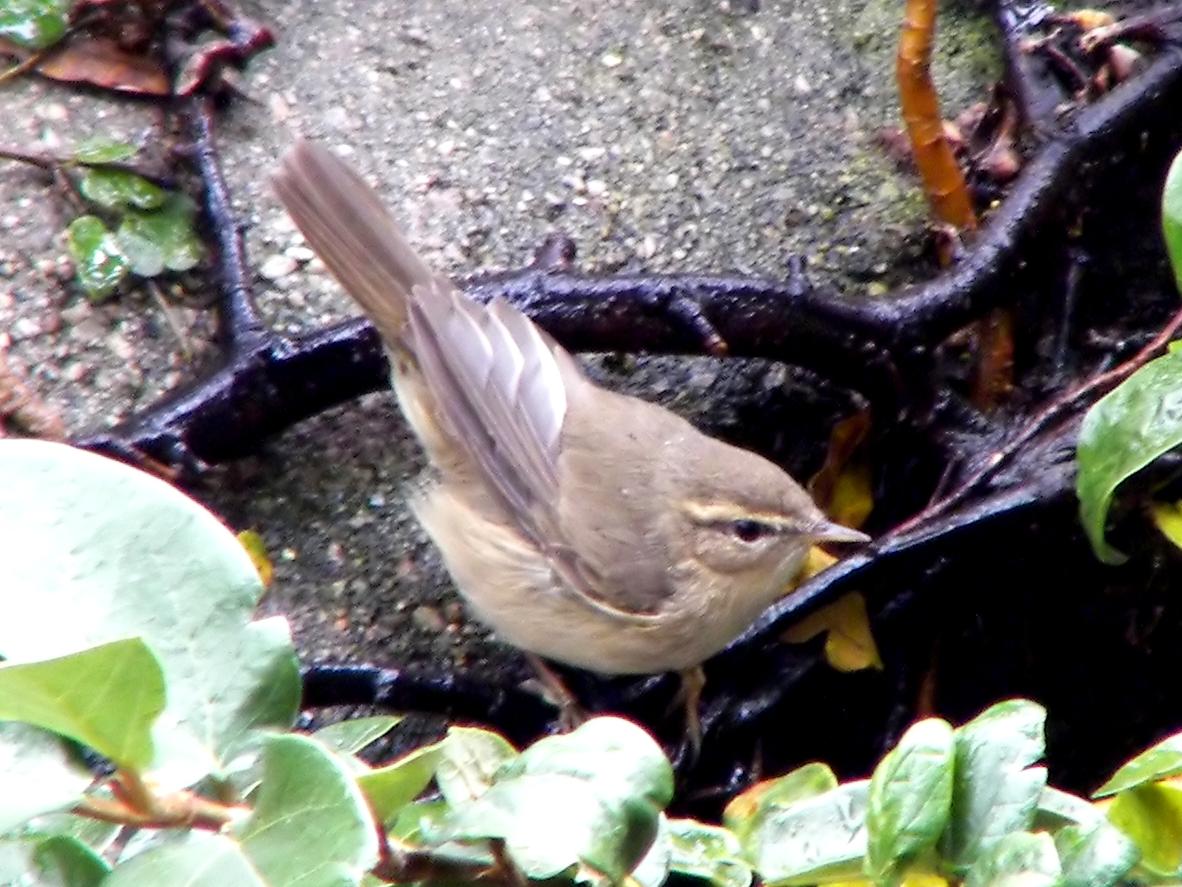 Mosquitero sombrío (Phylloscopus fuscatus)