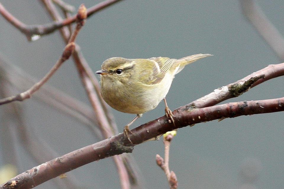 Mosquitero de Hume (Phylloscopus humei)