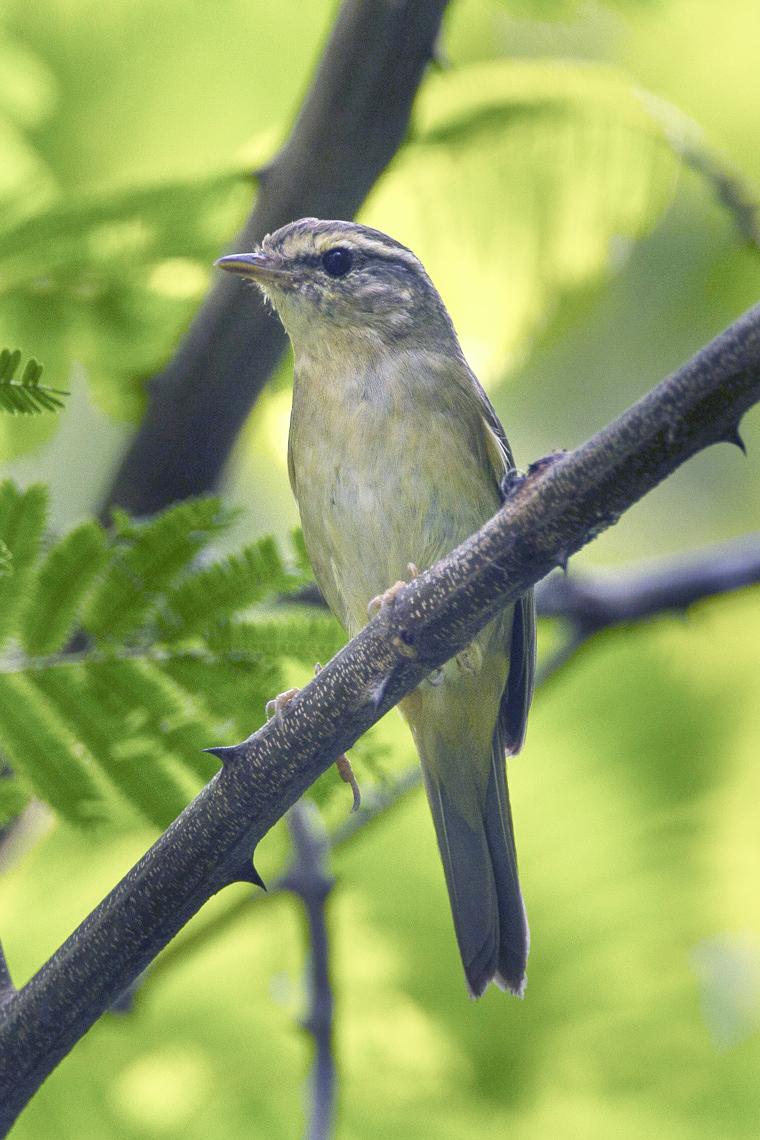Mosquitero de Schwarz (Phylloscopus schwarzi)