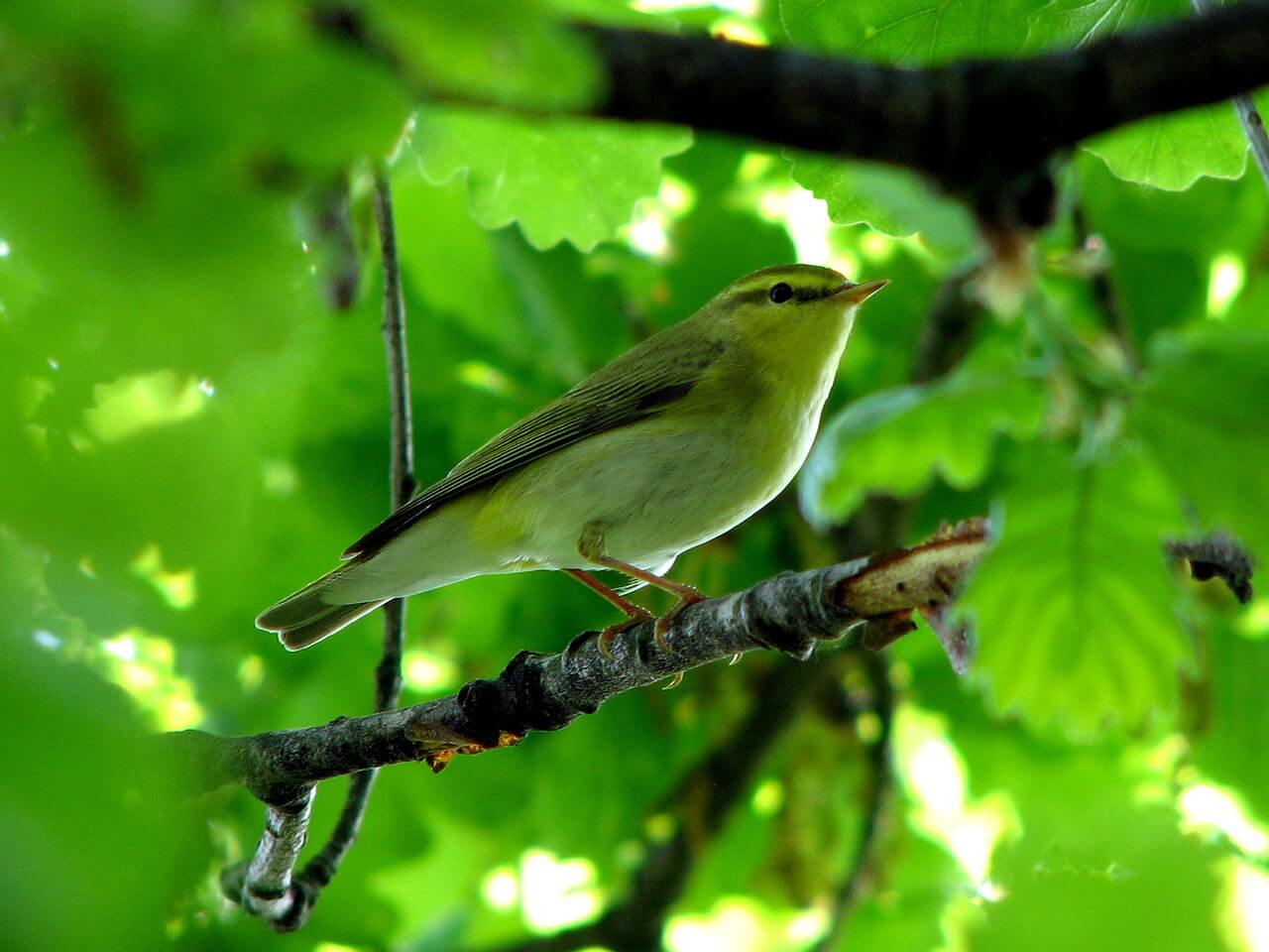 Mosquitero silbador (Phylloscopus sibilatrix)
