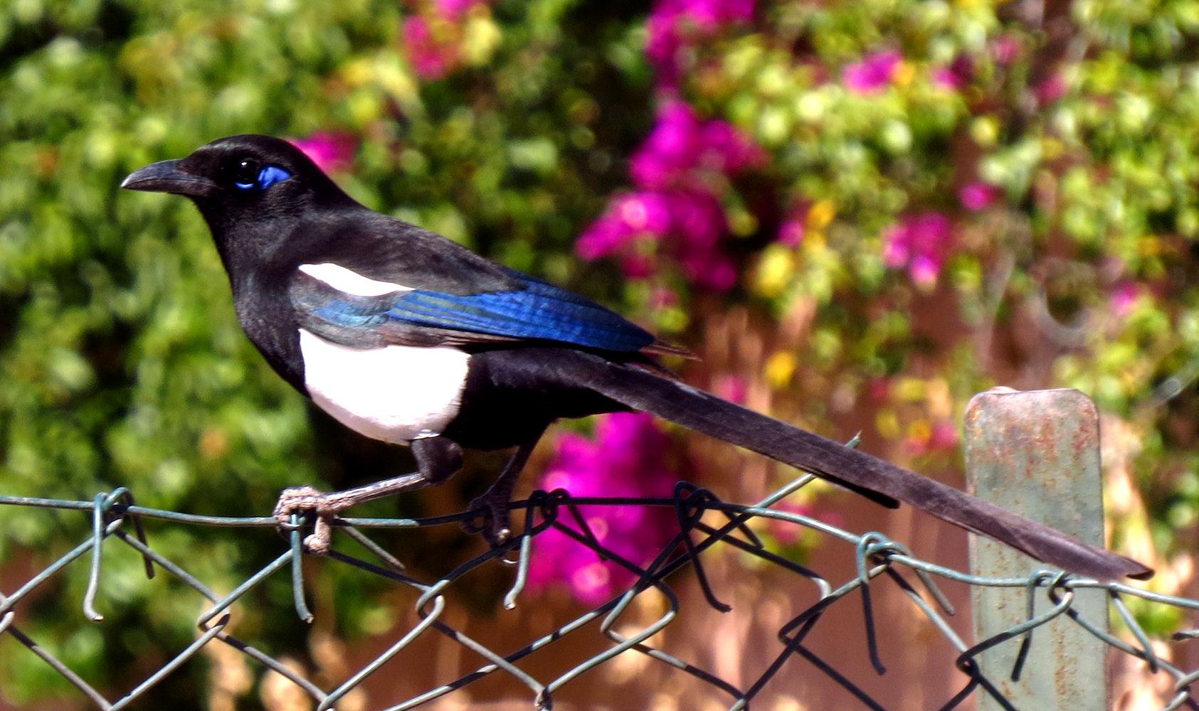 Urraca magrebí (Pica mauritanica)