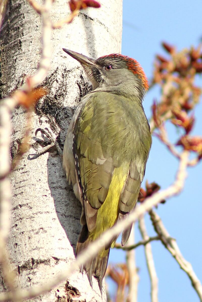 Pito ibérico (Picus sharpei)