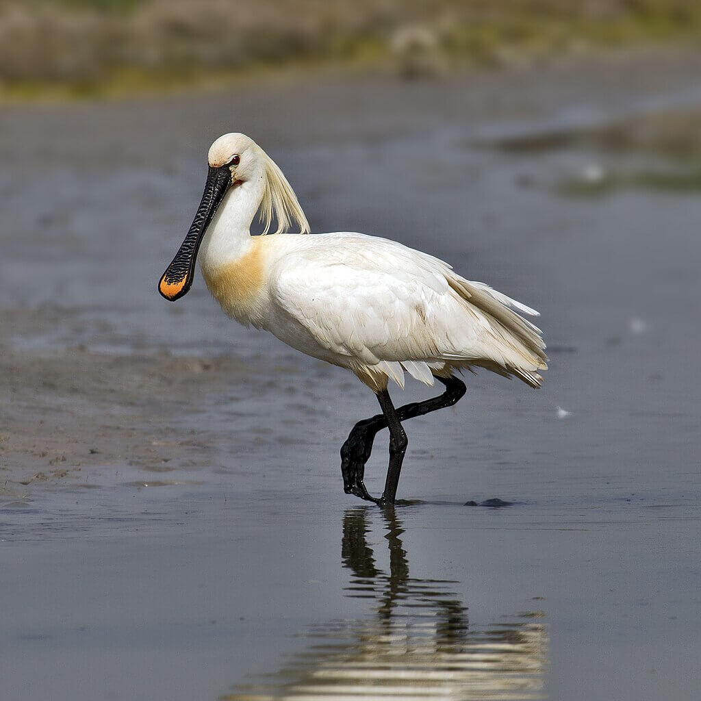 Espátula común (Platalea leucorodia)