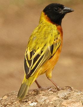 Tejedor cabecinegro (Ploceus melanocephalus)