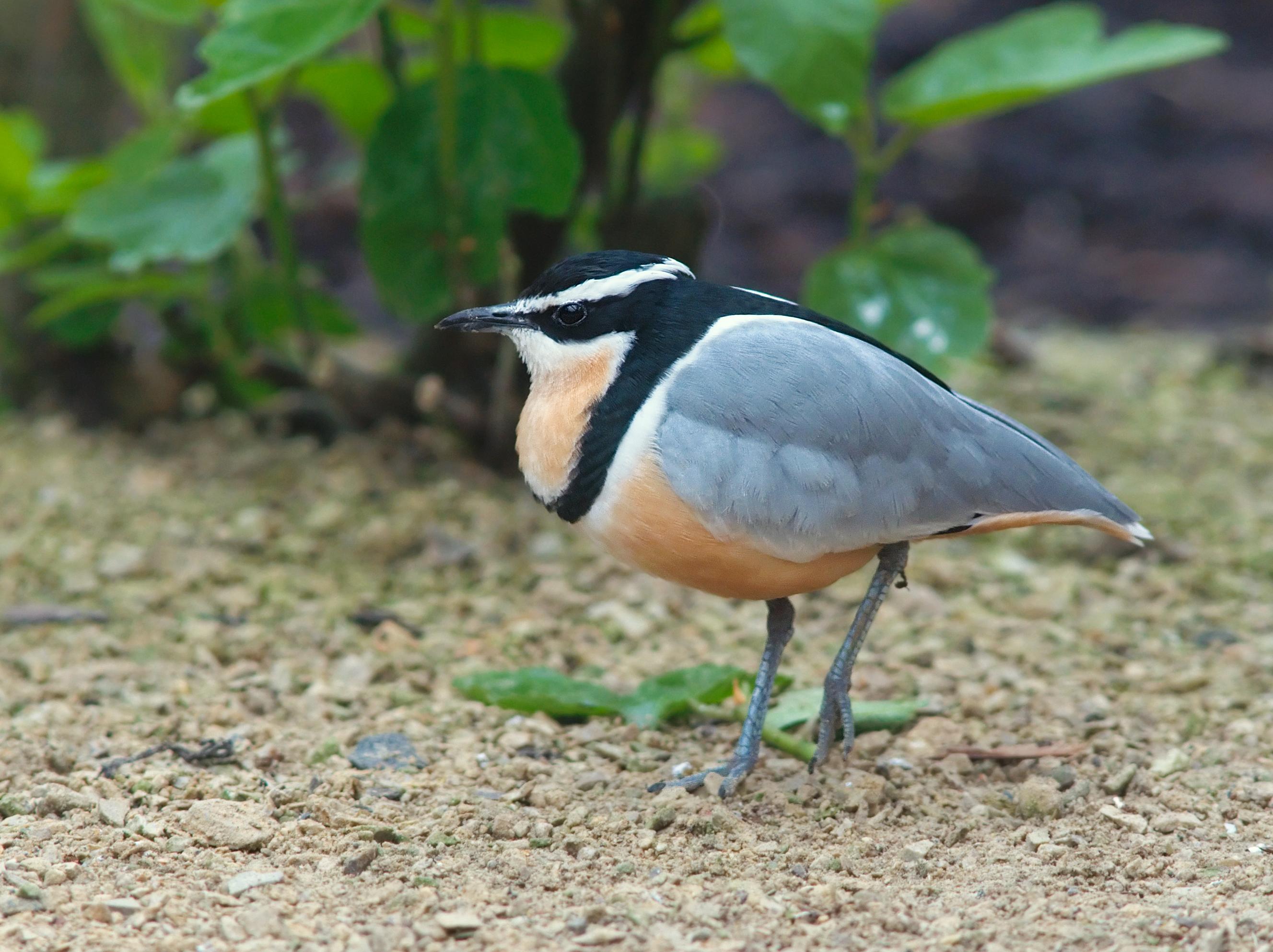 Pluvial (Pluvianus aegyptius)