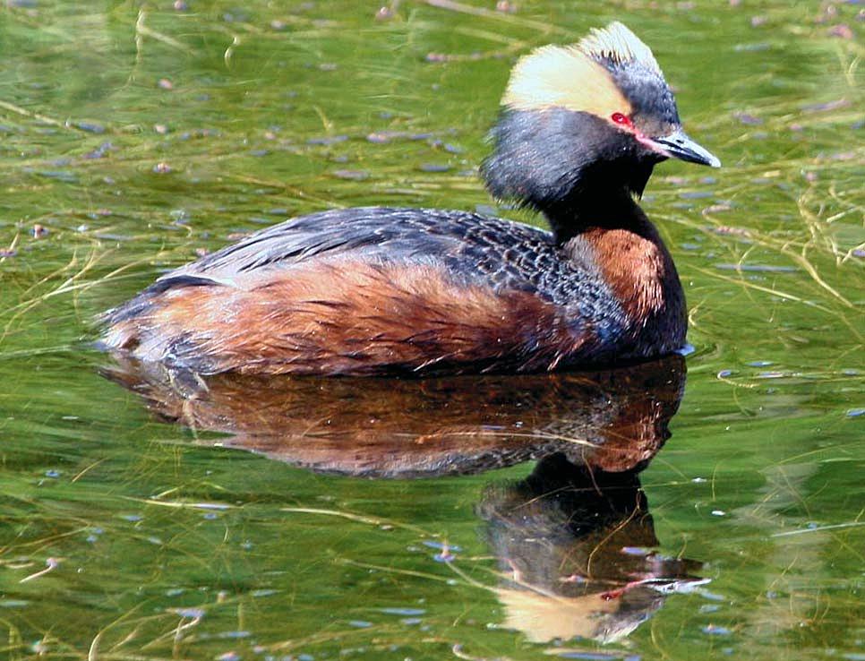 Zampullín cuellirrojo (Podiceps auritus)