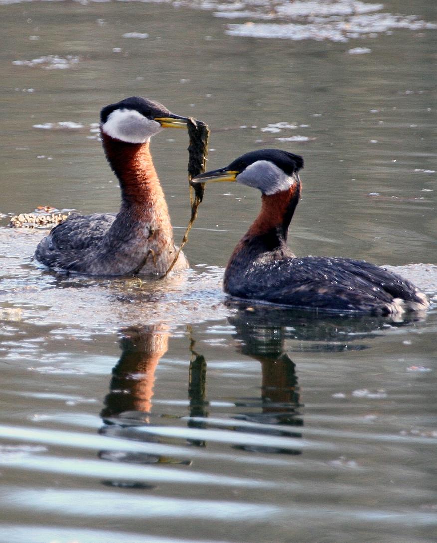 Somormujo cuellirrojo (Podiceps grisegena)
