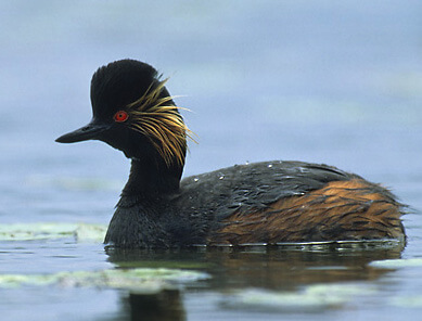 Zampullín cuellinegro (Podiceps nigricollis)