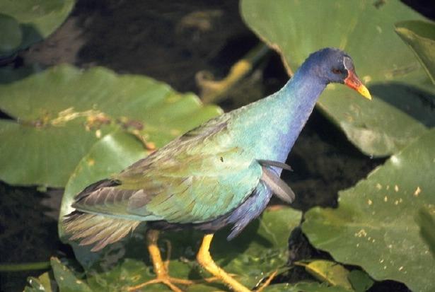 Calamoncillo americano (Porphyrio martinicus)