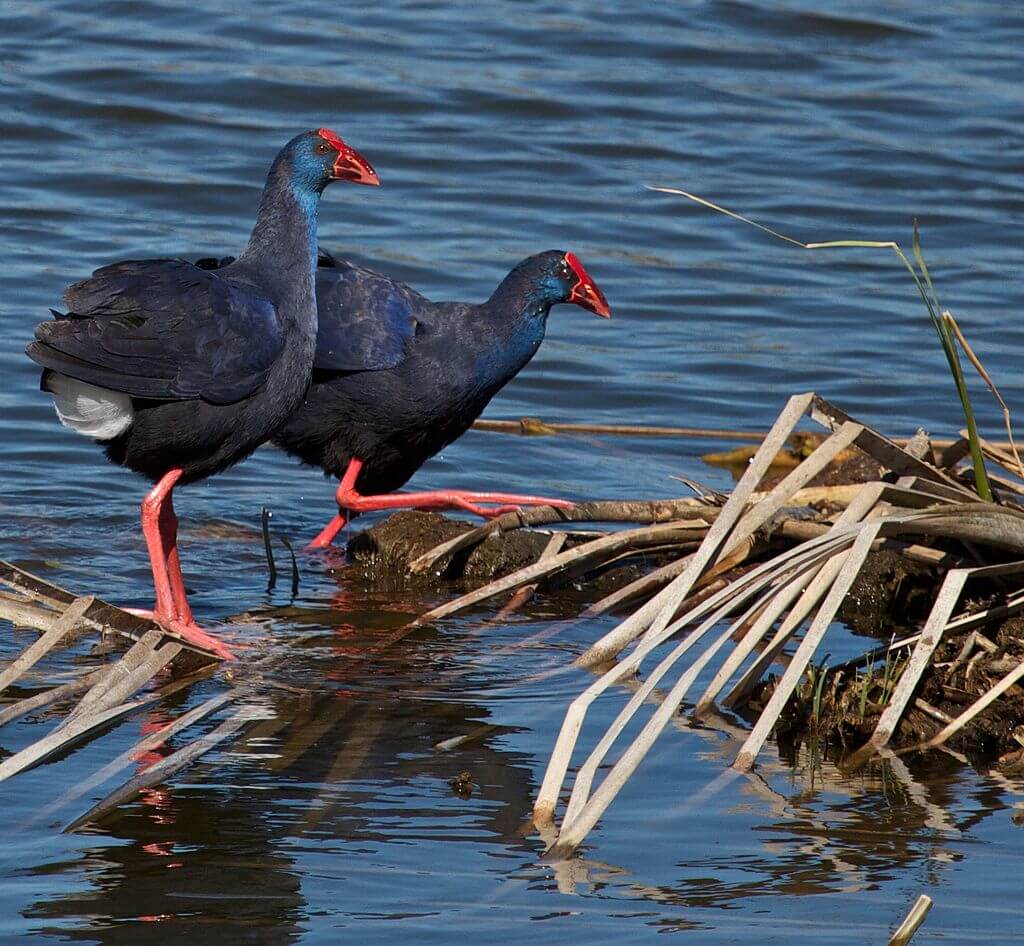 Calamón común (Porphyrio porphyrio)
