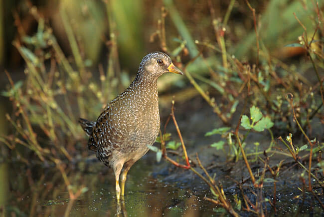 Polluela pintoja (Porzana porzana)