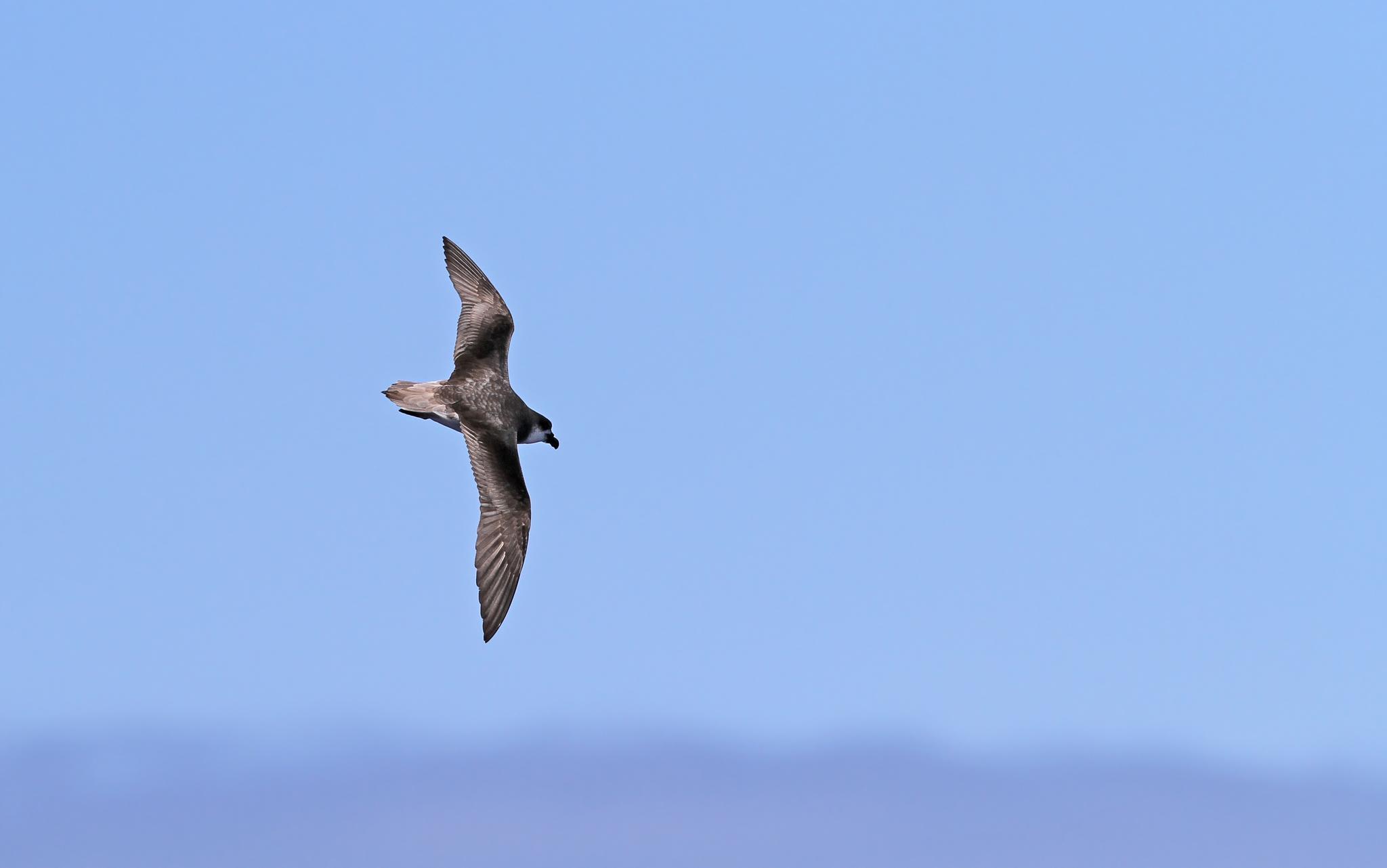 Petrel de las Desertas (Pterodroma deserta)