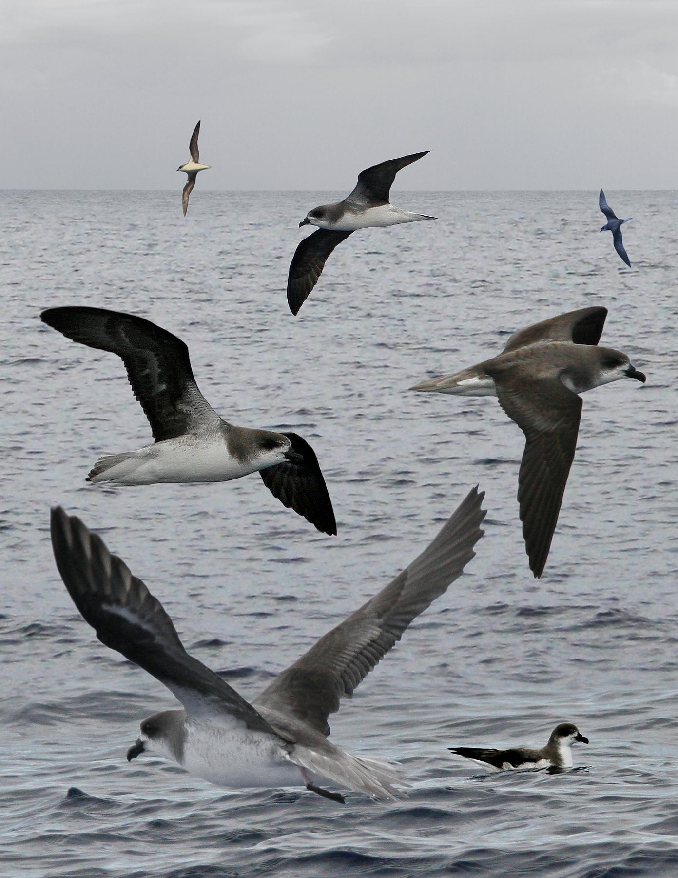 Petrel gongón (Pterodroma feae)