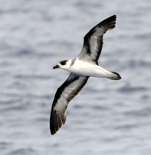 Petrel antillano (Pterodroma hasitata)