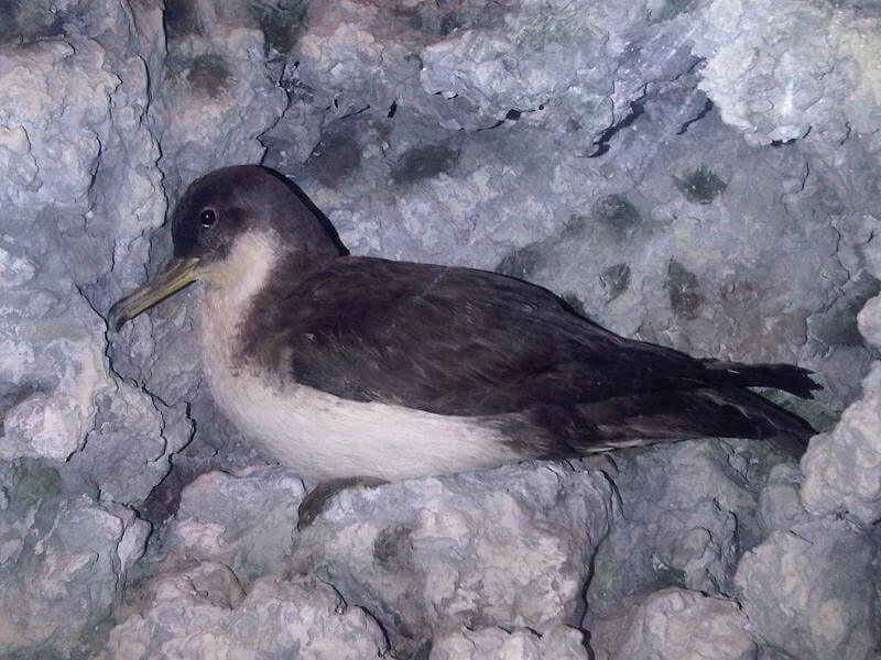 Pardela mediterránea (Puffinus yelkouan)