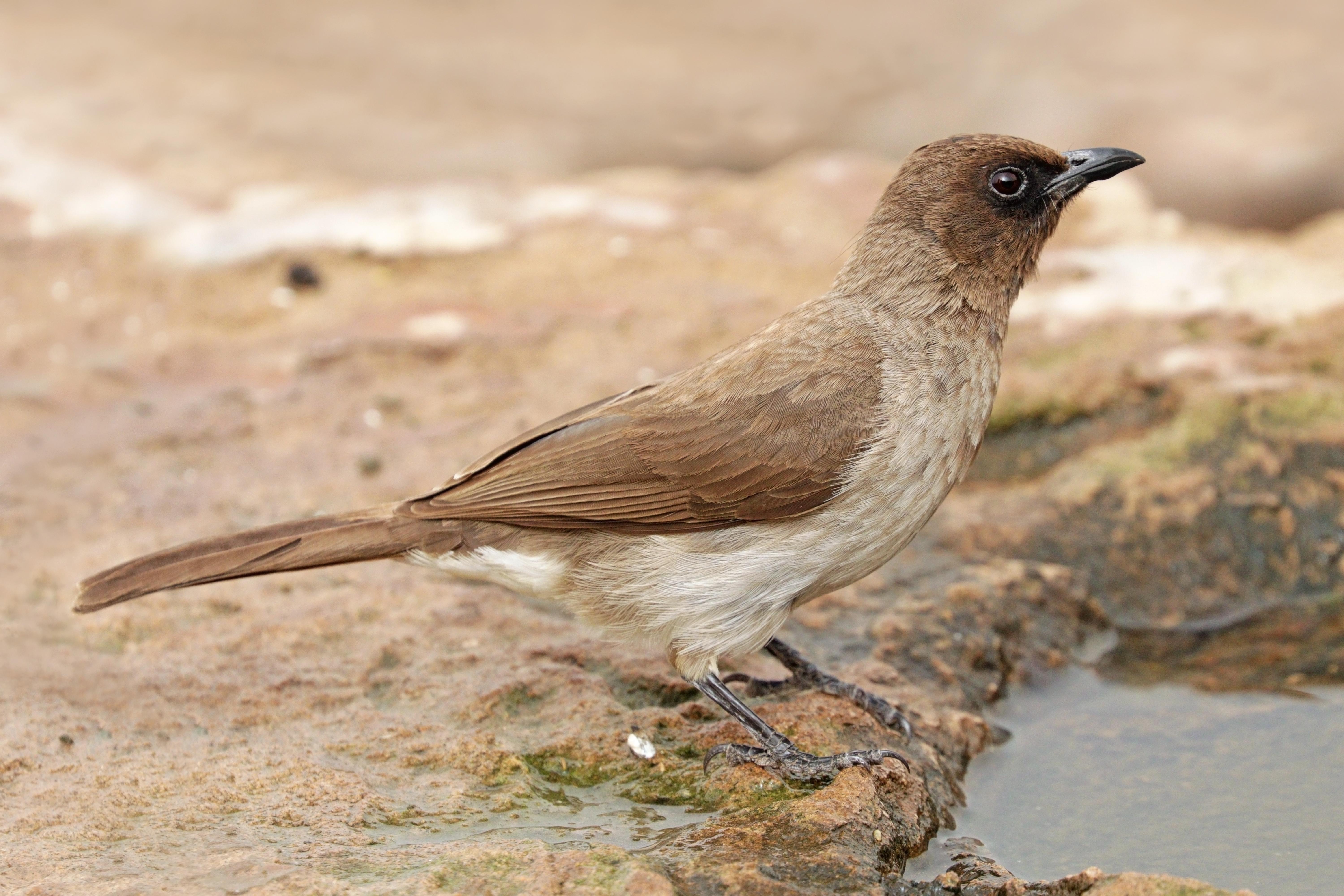 Bulbul naranjero (Pycnonotus barbatus)