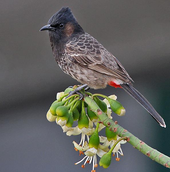 Bulbul cafre (Pycnonotus cafer)