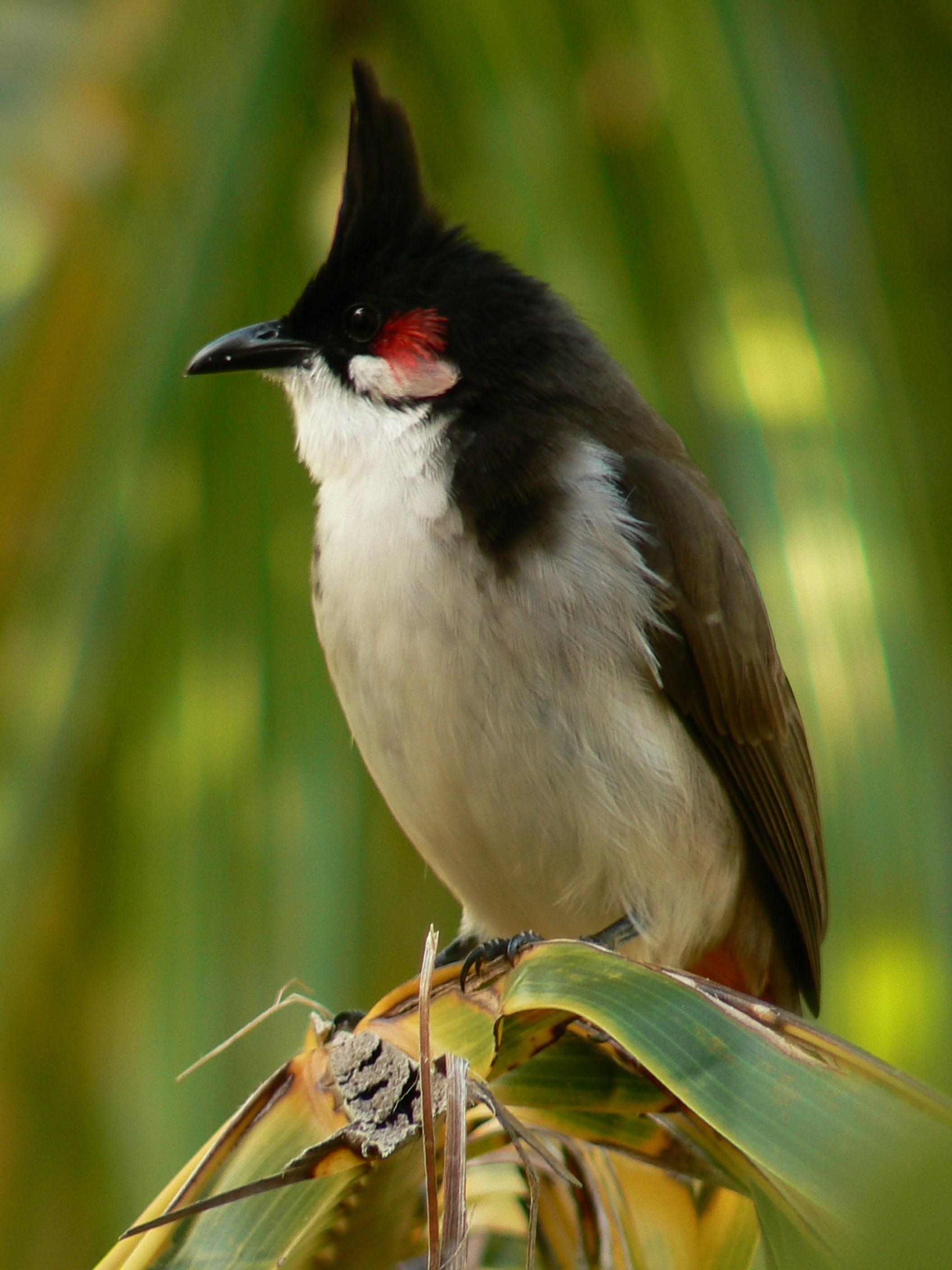 Bulbul orfeo (Pycnonotus jocosus)