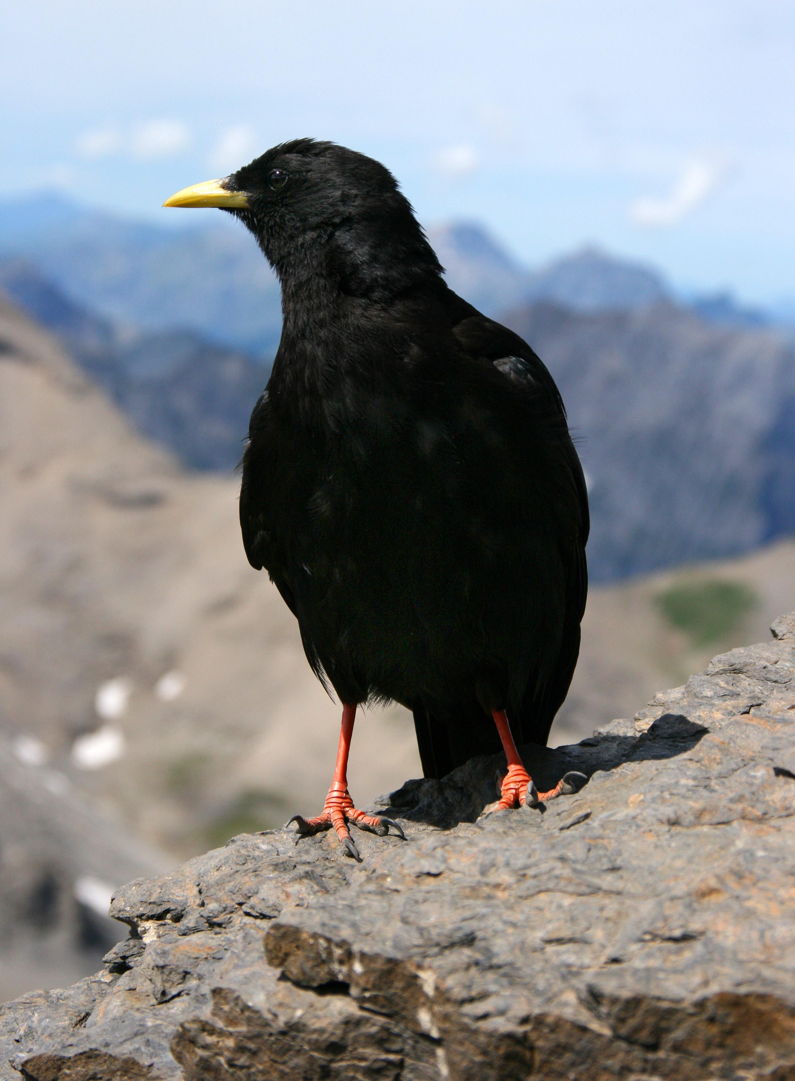 Chova piquigualda (Pyrrhocorax graculus)