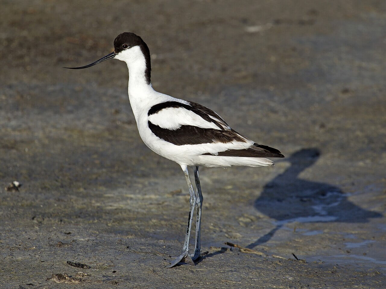 Avoceta común (Recurvirostra avosetta)
