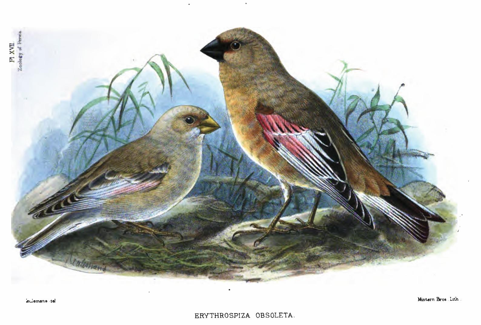 Camachuelo desertícola (Rhodospiza obsoleta)