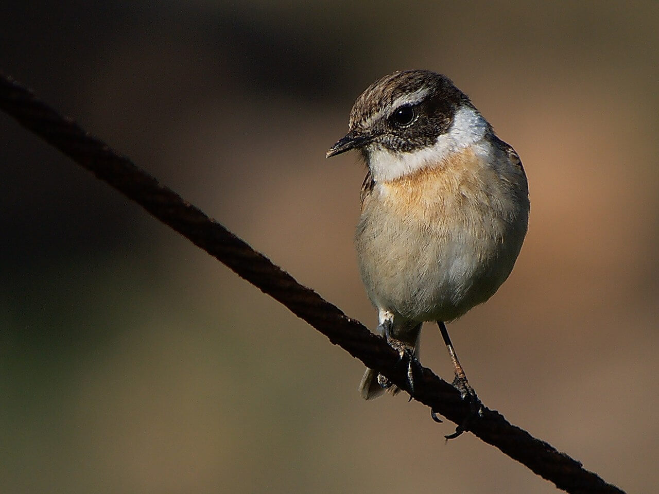 Tarabilla canaria (Saxicola dacotiae)