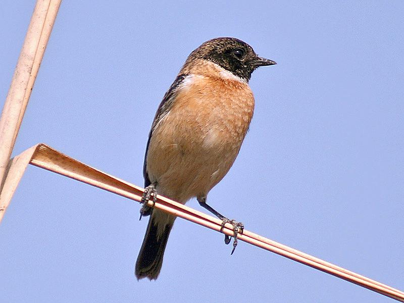 Tarabilla siberiana (Saxicola maurus)