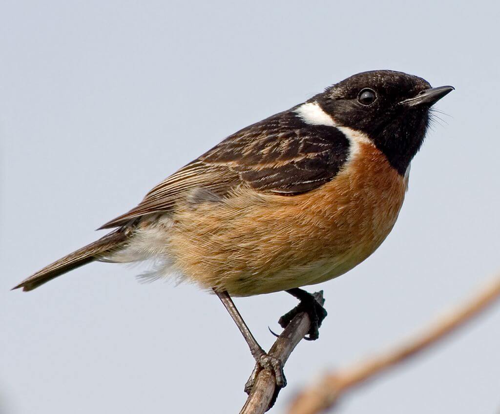 Tarabilla europea (Saxicola rubicola)