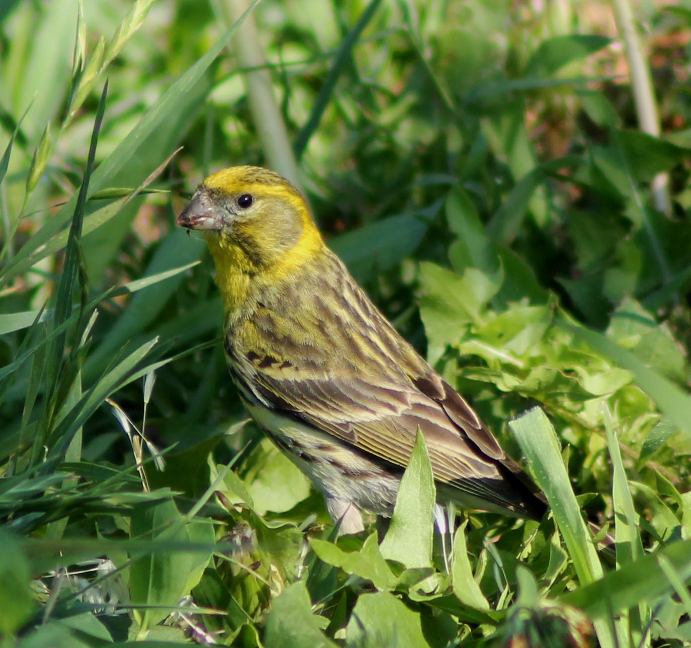 Serín verdecillo (Serinus serinus)