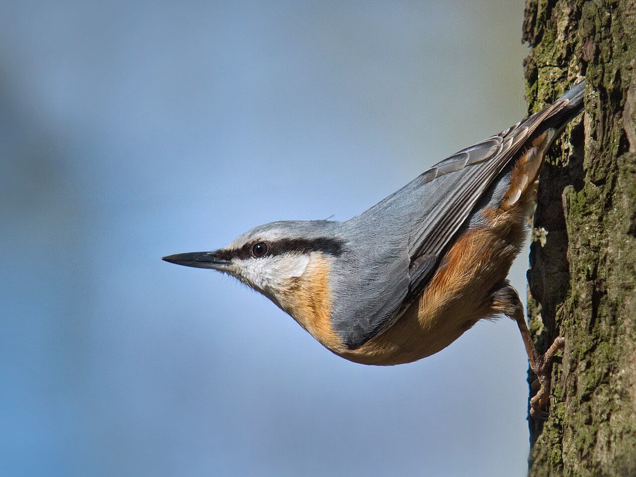 Trepador azul (Sitta europaea)
