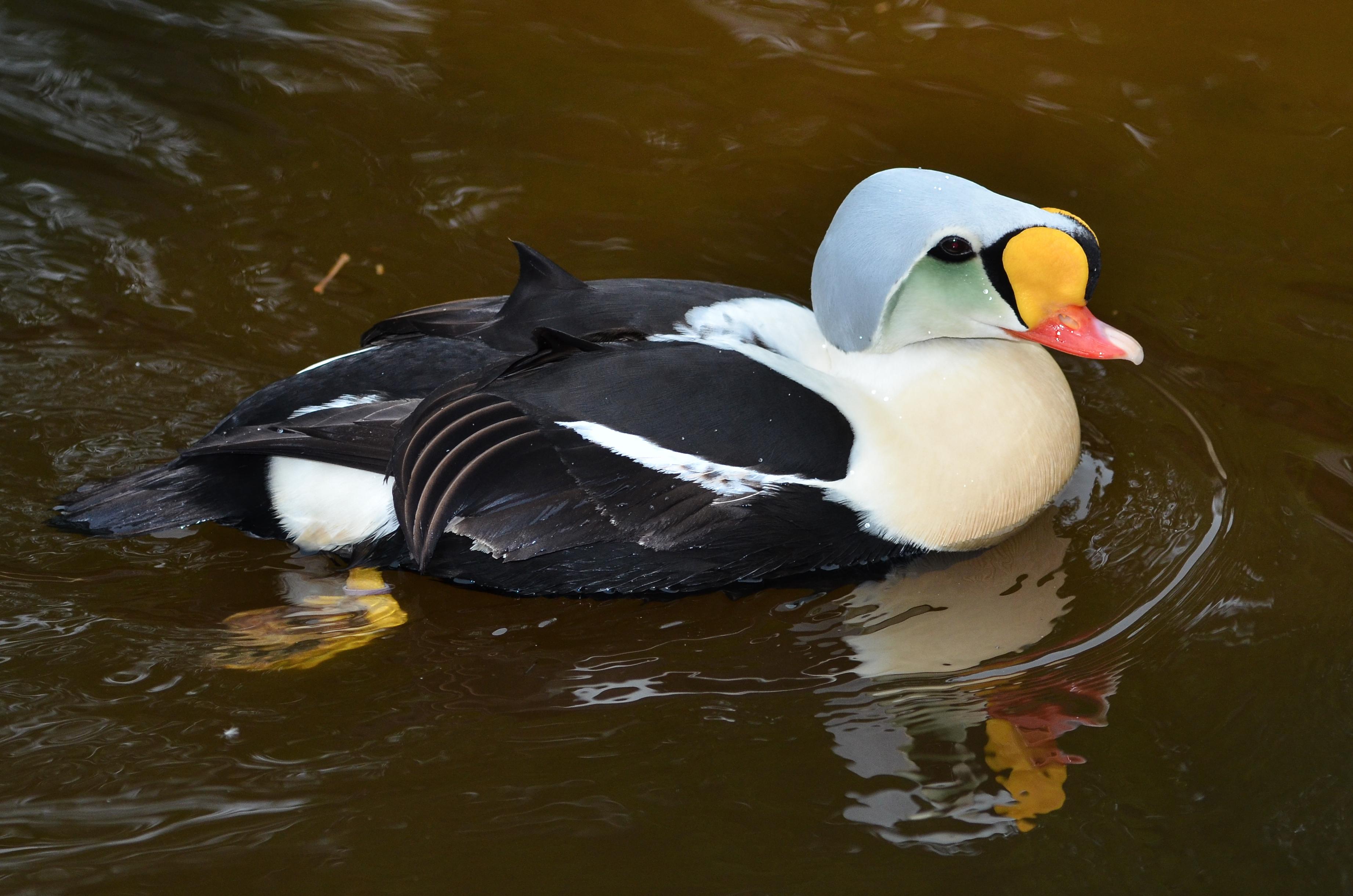 Éider real (Somateria spectabilis)