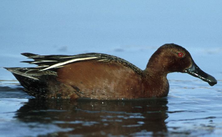 Cerceta colorada (Spatula cyanoptera)