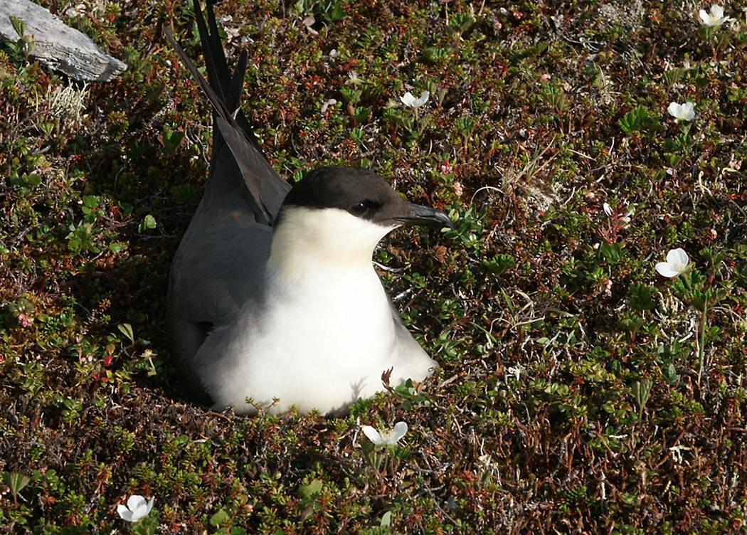 Págalo rabero (Stercorarius longicaudus)