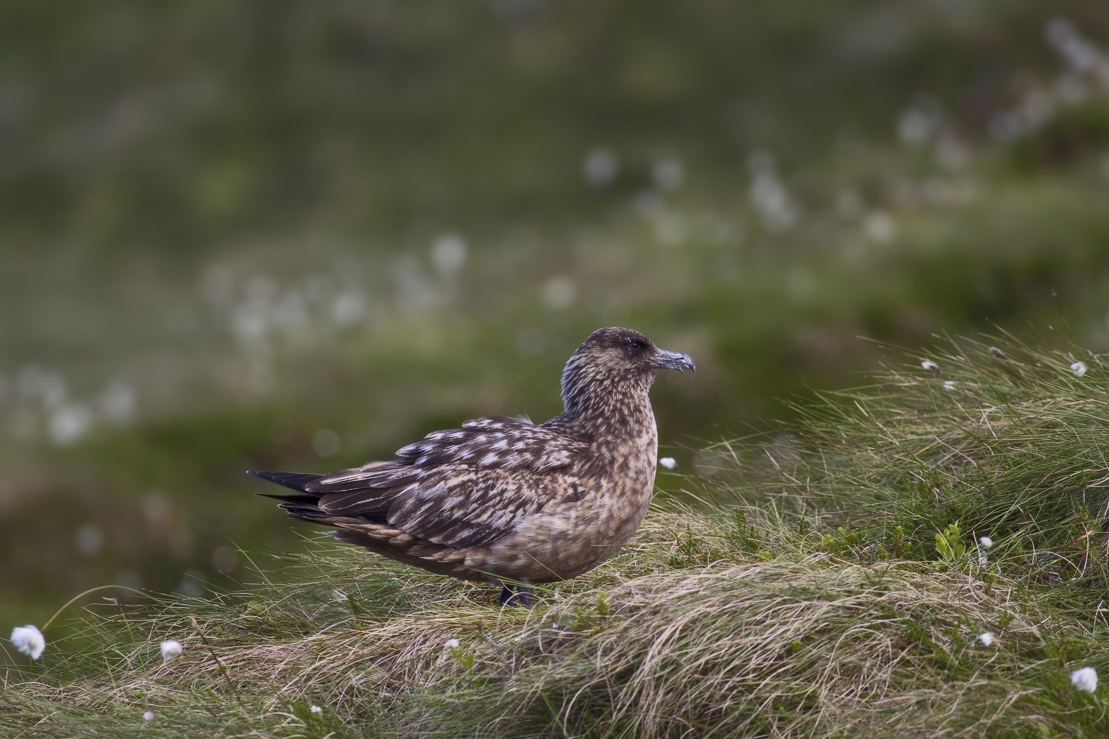 Págalo grande (Stercorarius skua)